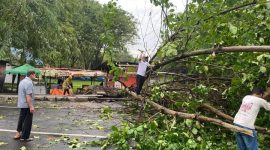 Sejumlah Pohon Tumbang, angin kencang Kota kisaran (Potret: Afrizal Margolang)